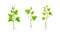 Young grape seedlings with root and green leaves vector illustration