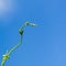 Young grape sprout among blue sky