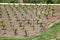 Young grape trees growing in a garden, wine industry