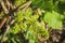 Young grape vine and unripe berries in a springtime garden