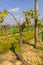 Young grape vine in a vineyard