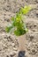 Young Grape Vines in a Vineyard #3