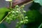 Young grapes hang on a vine with green leaves.