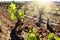 Young grapevine buds growing in vineyard.