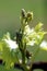 Young grapevine, buds and leaves, close-up