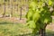 Young grapevine leaves and shoots growing in organic vineyard at springtime