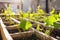 young grapevines in courtyard planters during a sunny day