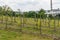 Young grapevines at grapevine park on the hill in Zielona Gora, Poland