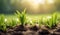 Young grass emerges from the ground in the morning sun