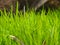 Young grass. Field with a young and fresh grass. Vivid green meadow. Fresh and organic herbal.