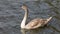 A young gray-brown swan turns on the water in slow motion