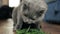 Young gray cat eating green grass at home
