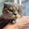 Young gray cat looking at camera, Women hand scratch the chin of a cat.