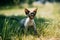 Young Gray Devon Rex Kitten Meowing In Green Grass. Short-haired