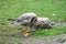 Young gray geese that stay over the winter in Germany because they are not yet strong enough for the long journey