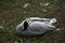 Young gray geese that stay over the winter in Germany because they are not yet strong enough for the long journey