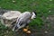 Young gray geese that stay over the winter in Germany because they are not yet strong enough for the long journey