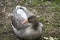 Young gray geese that stay over the winter in Germany because they are not yet strong enough for the long journey