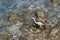 Young gray heron walks along the stony seashore