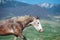 A young gray horse grazes in the mountains.