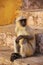 Young gray langur sitting on the stairs in Amber Fort, Jaipur, R