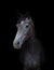 Young gray mare horse isolated on black background