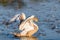 Young gray mute swan or Cygnus olor on the water