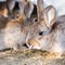 Young gray rabbit shows its tongue from the cage