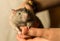 Young gray rat looks with surprise sits on the hands of focus on the head of an animal