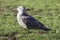 A young gray seagull standing on the grass in the morning sun