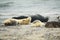 Young gray seals at the beach