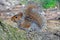 A Young Gray Squirrel Pauses for a Quick Shot