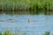 Young gray swans in swimming in a blue lake. Three animals dive under water. Chicks, young animals, cygnets