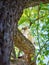 Young gray tabby cat sitting on green tree and sniffing trunk in spring sunny day. Cat outdoor. Pets in the nature
