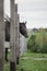 Young gray trakehner mare horse leaning out from paddock in autumn landscape