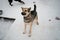 Young gray white Alaskan Husky watching and waiting for portion of food. Northern breed of dog with protruding ears. Sled dog