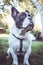 Young gray and white french bulldog posing for the camera