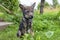 Young gray wolf teenage puppy on a leash outside