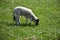 Young Grazing Lamb in a Field with Small Flowers Blooming