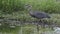 Young great blue heron plays in water