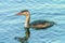 Young great crested grebe swimming