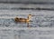 A young great grebe floats