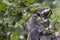 Young great grey owl, Strix nebulosa, hiding amongst the tree foliage.