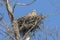 Young Great Horned Owls In Their Nest
