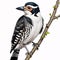 young great spotted bird on a white background.