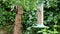 A Young Great Spotted Woodpecker climbs a tree trunk