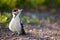 Young Great Spotted Woodpecker on the ground