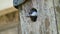 Young Great tit fledging from nest box.