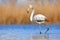 Young Greater Flamingo, Phoenicopterus ruber, nice pink big bird in the blue water, Camargue, France. Wildlife scene from summer n