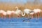 Young Greater Flamingo, Phoenicopterus ruber, nice pink big bird in the blue water, Camargue, France. Wildlife scene from summer n